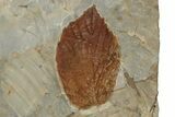 Seven Fossil Leaves (Zizyphoides, Beringiaphyllum & Davidia) -Montana #204023-3